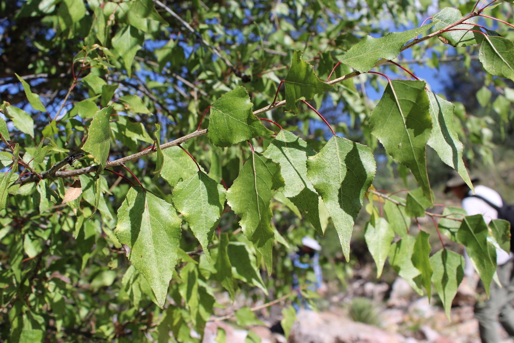 [imagem de Populus angustifolia]