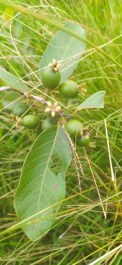 Psidium guineense