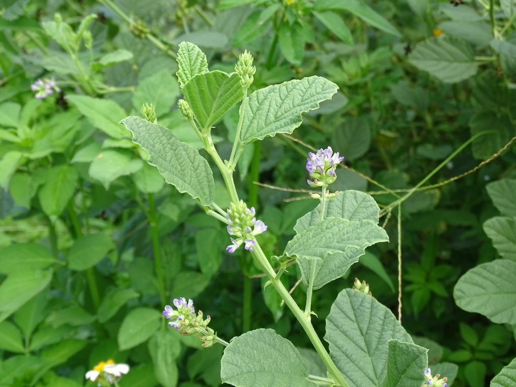 Psoralea corylifolia