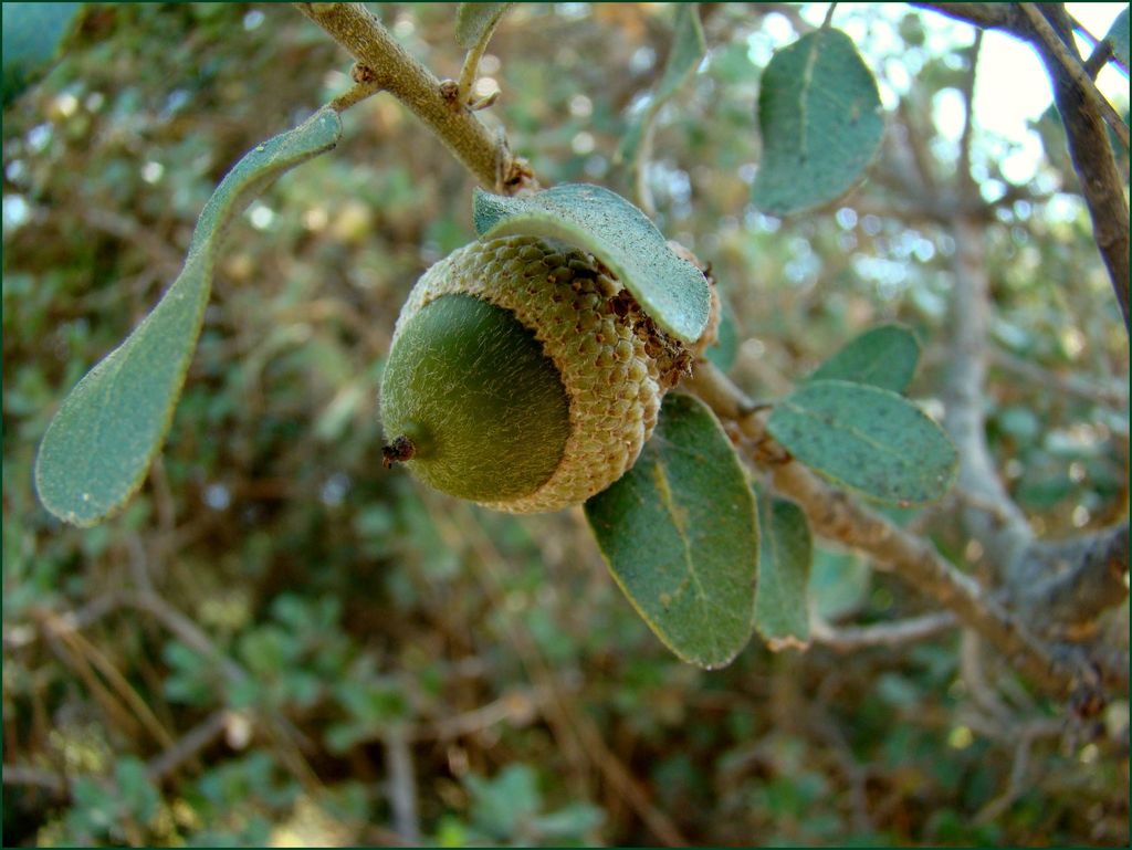 [imagem de Quercus aucheri]