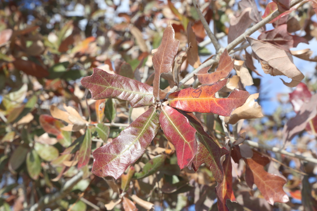 [imagem de Quercus marilandica]