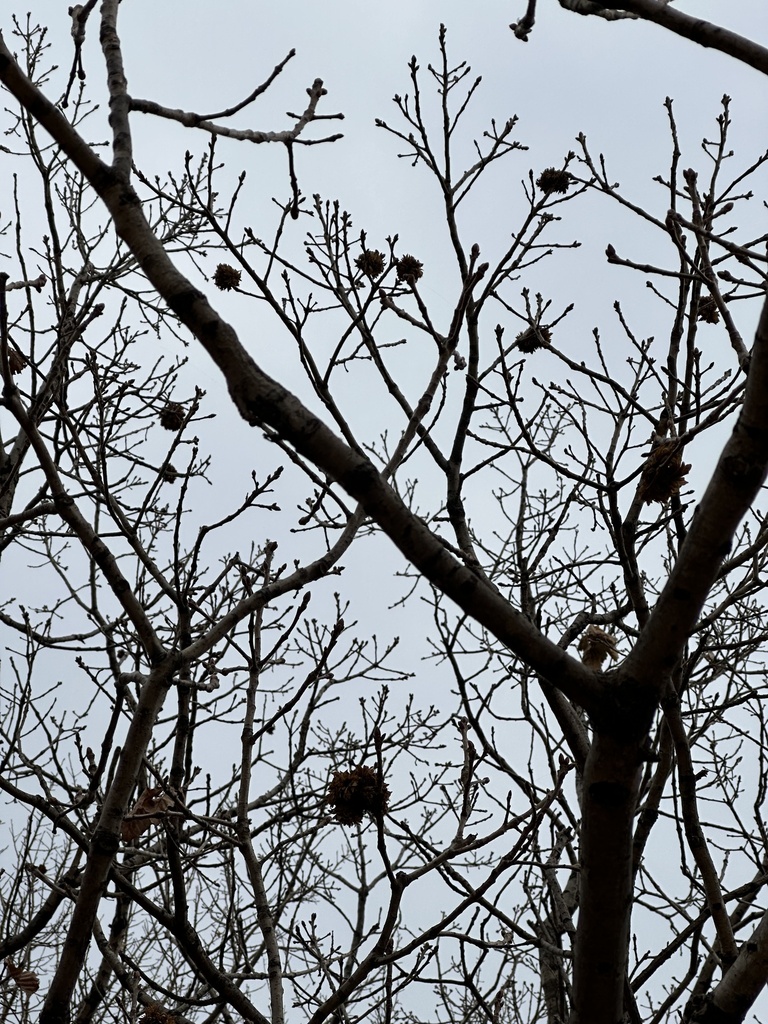 [imagem de Quercus mongolica]