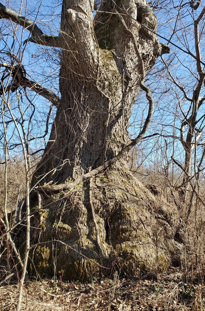 [imagem de Quercus muehlenbergii]