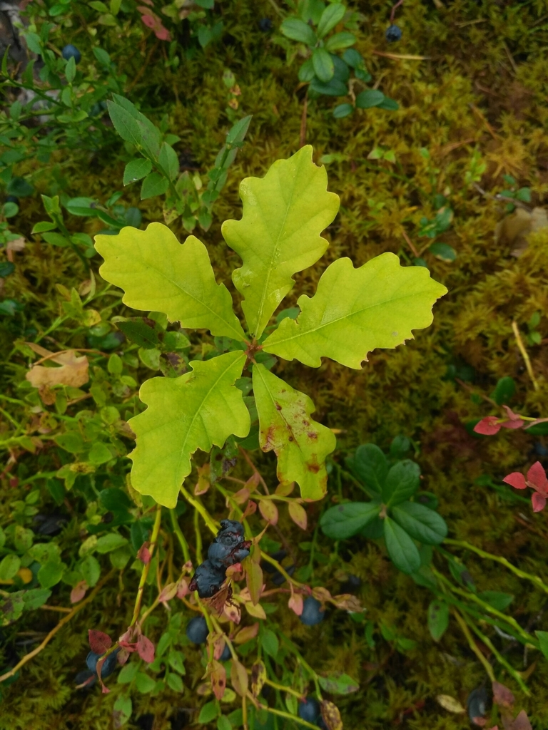 [imagem de Quercus robur]