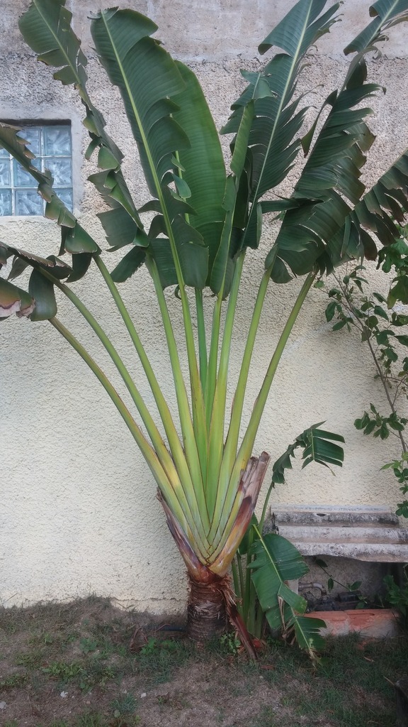 [imagem de Ravenala madagascariensis]