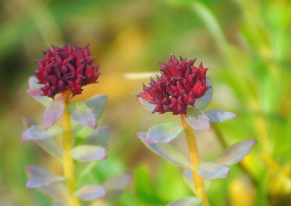 Rhodiola rosea