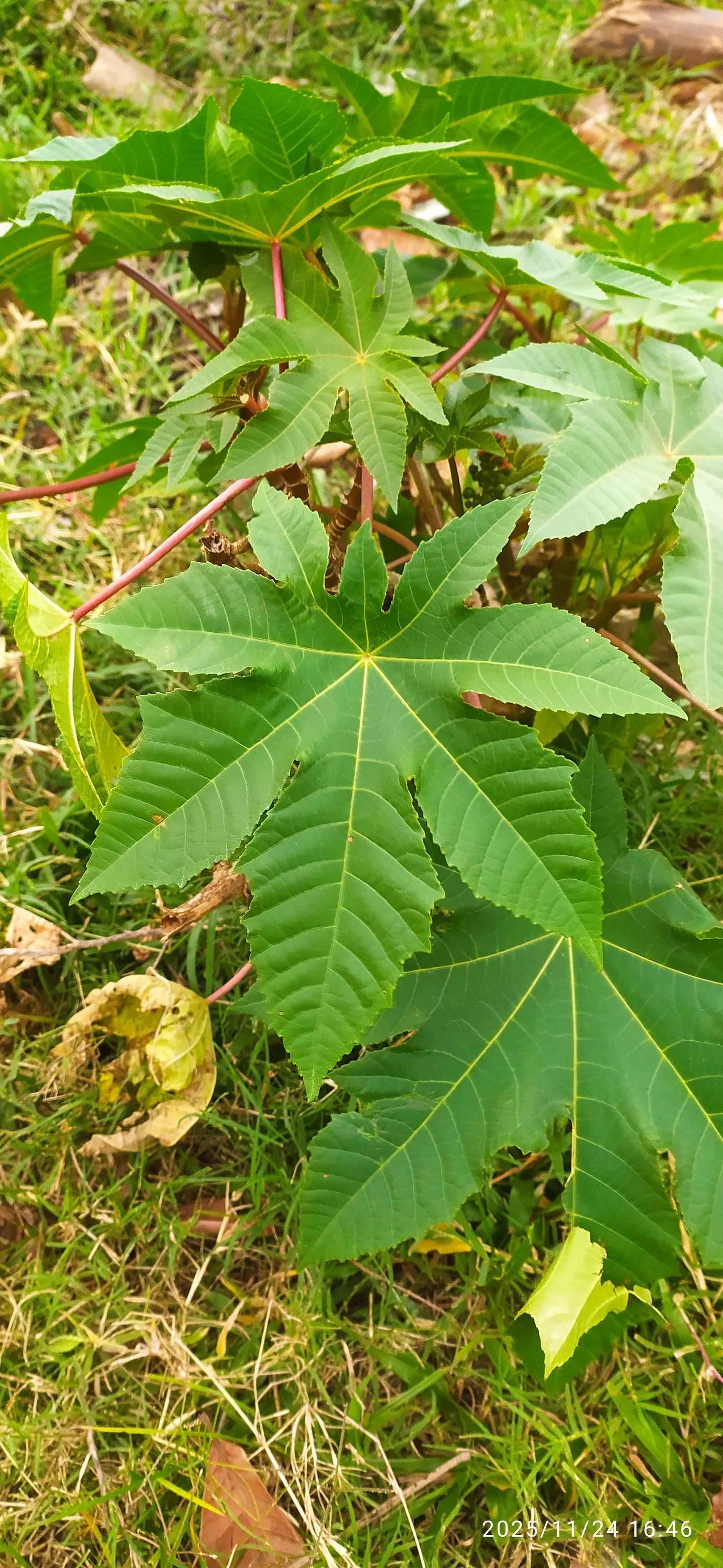 [imagem de Ricinus communis]