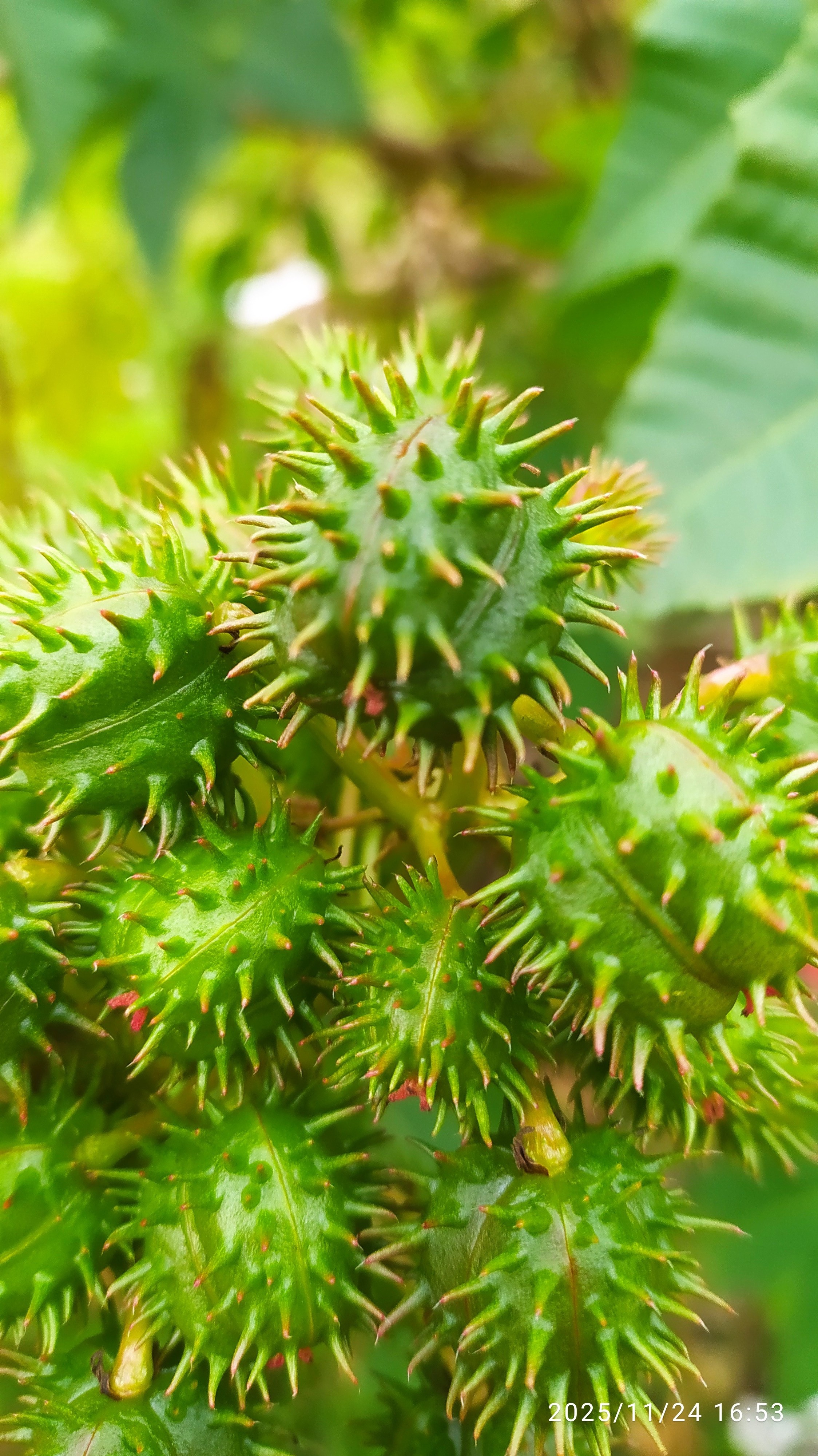 Ricinus communis :: Fruto(s) - maduro