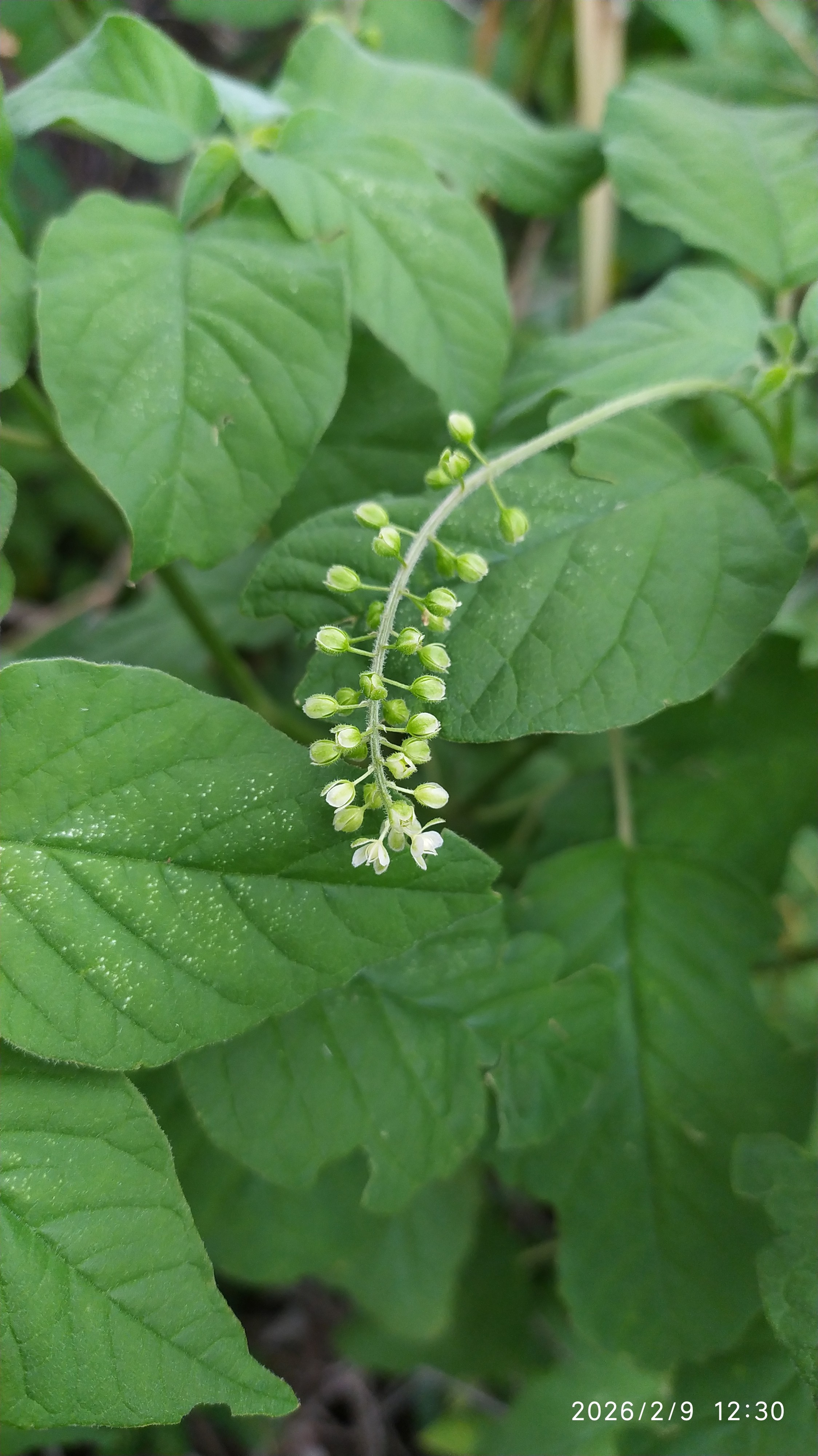 Rivina humilis :: Inflorescência