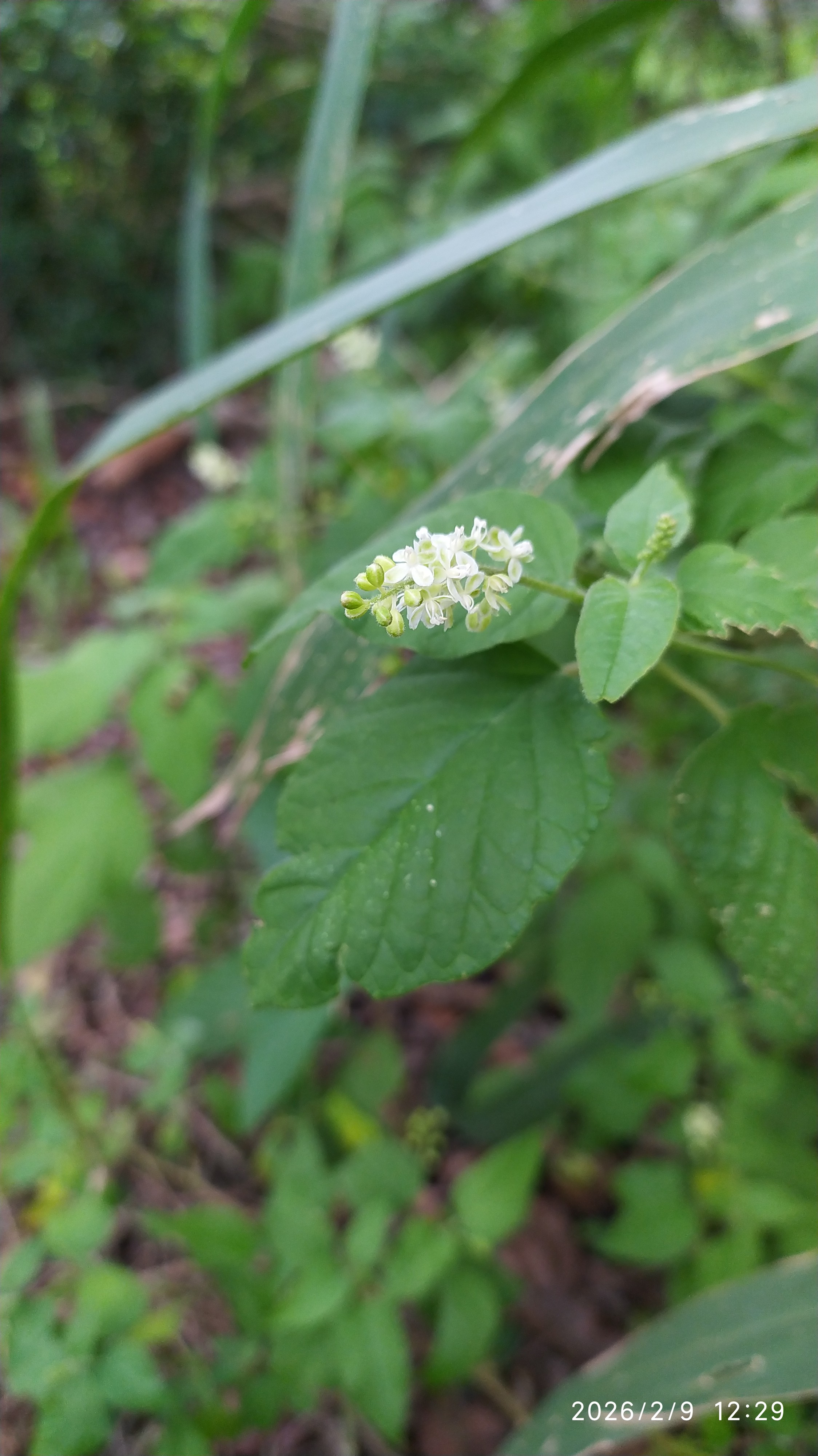Rivina humilis :: Flor(es)
