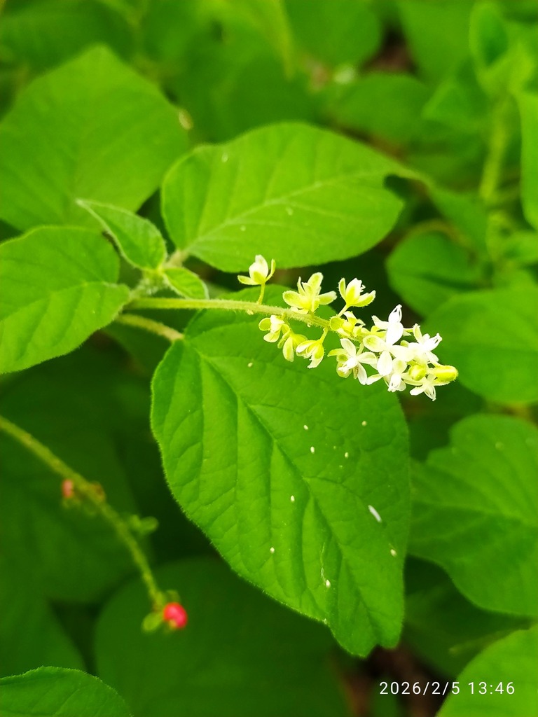 Rivina humilis :: Visão Geral