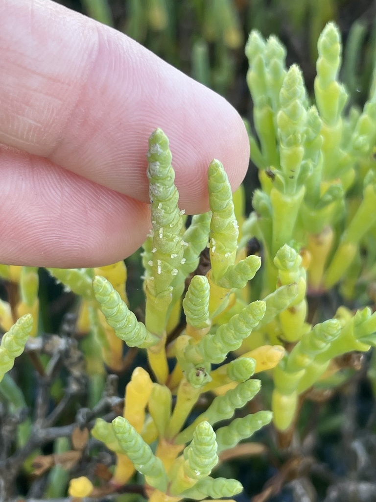 [imagem de Salicornia bigelovii]