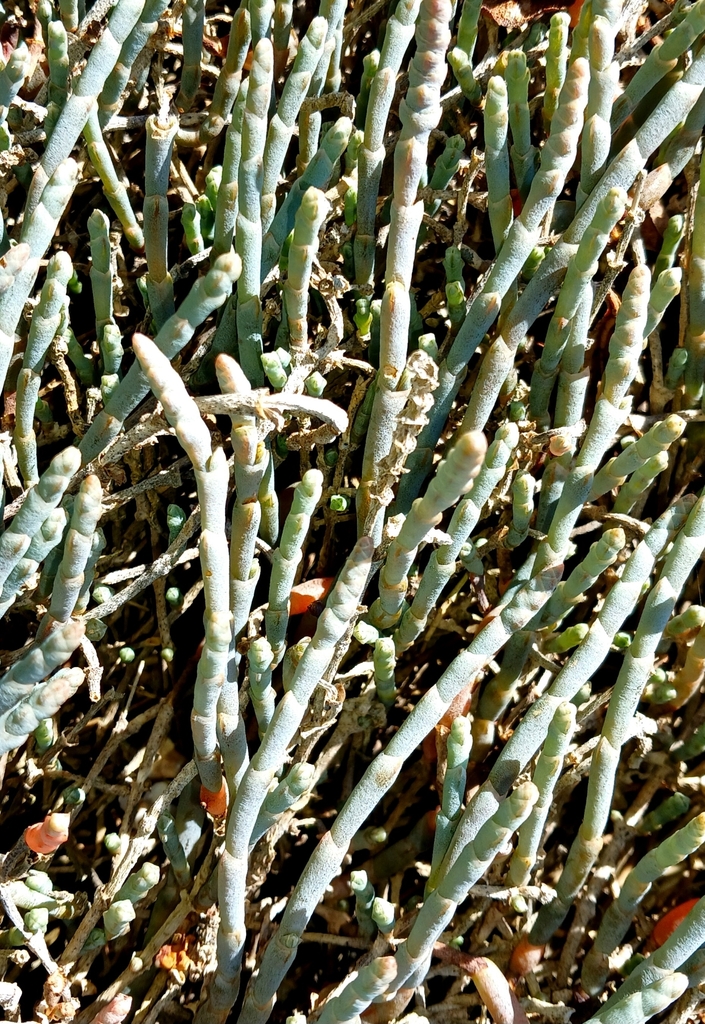 [imagem de Salicornia quinqueflora]
