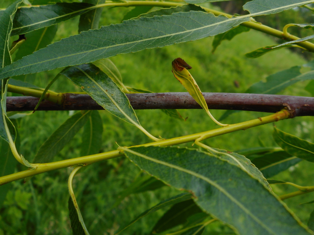 [imagem de Salix acutifolia]
