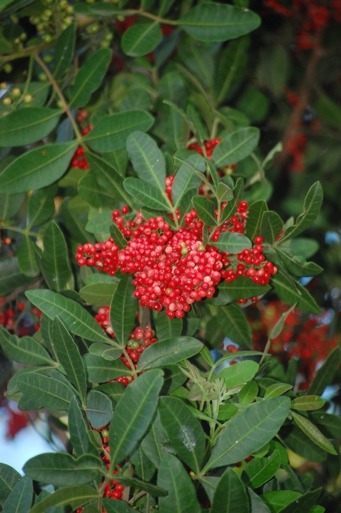 Schinus terebinthifolia :: Visão Geral