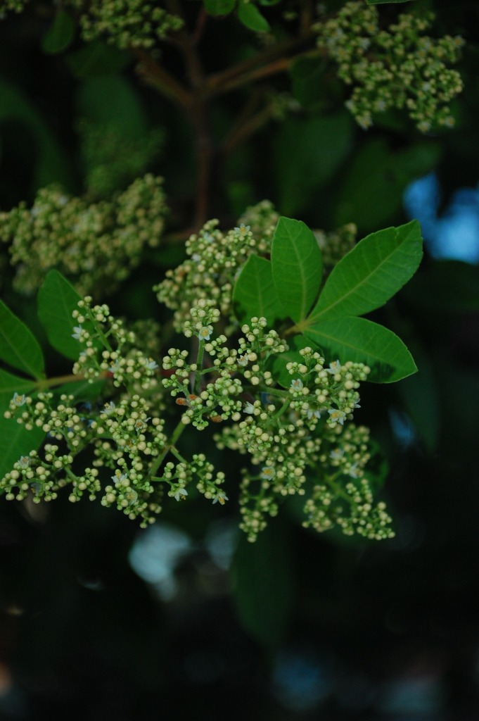 Schinus terebinthifolia :: Visão Geral