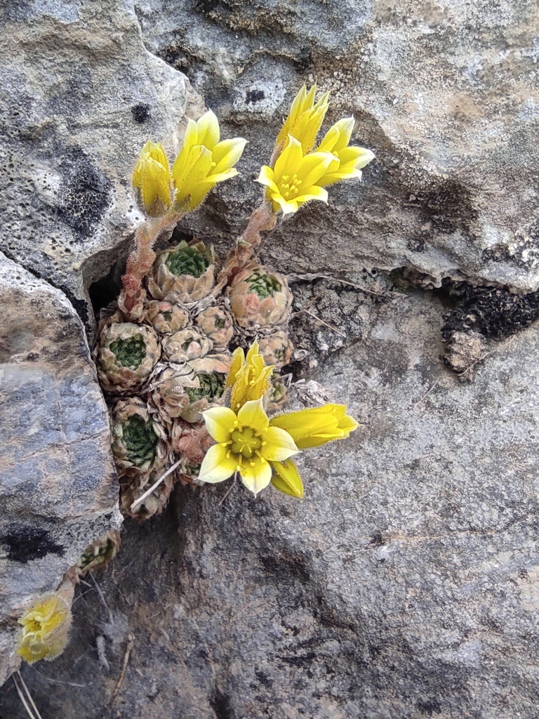 [imagem de Sedum aizoon]