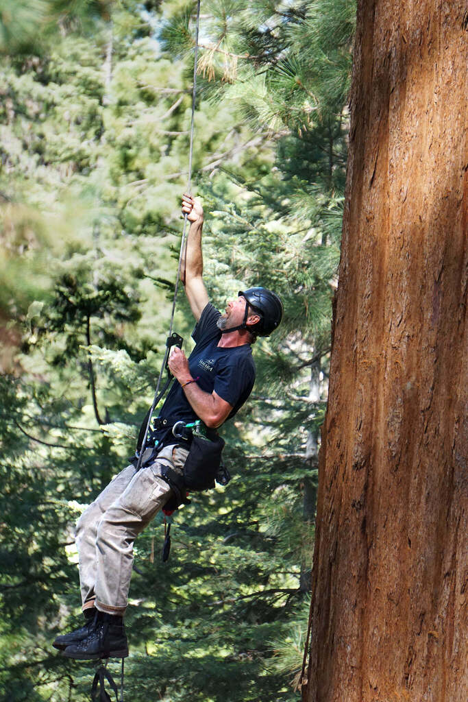 [imagem de Sequoiadendron giganteum]
