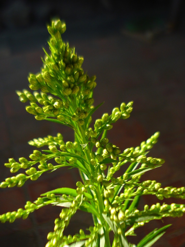 [imagem de Solidago chilensis]