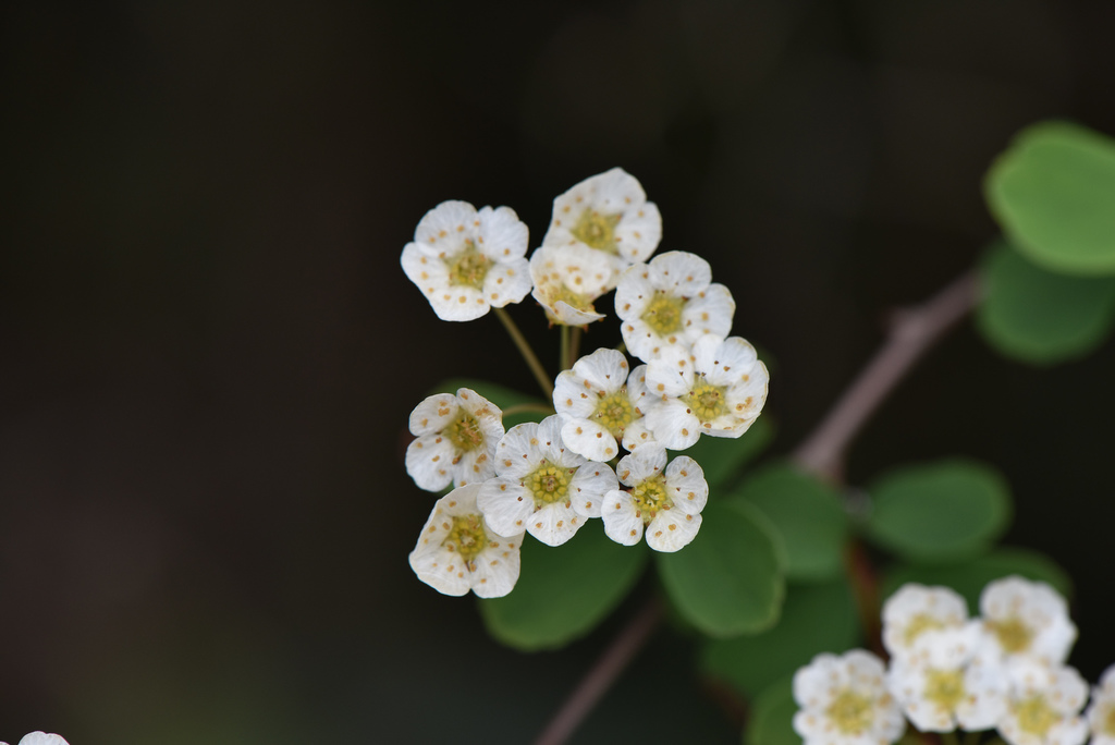 [imagem de Spiraea blumei]