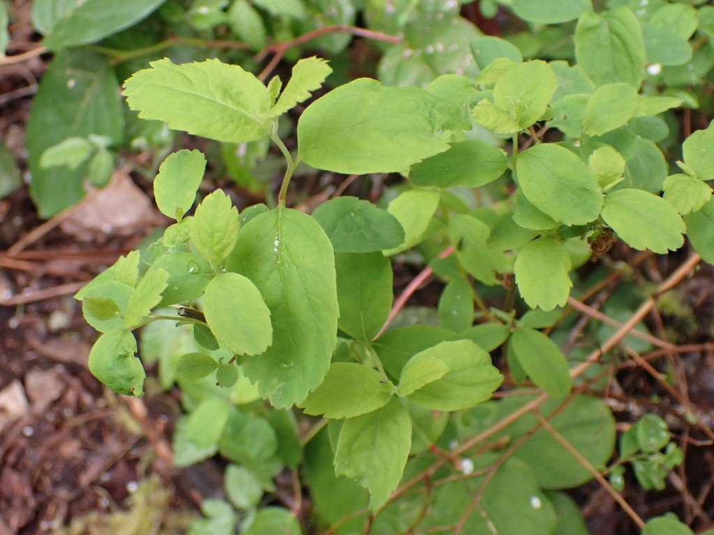 [imagem de Spiraea douglasii]
