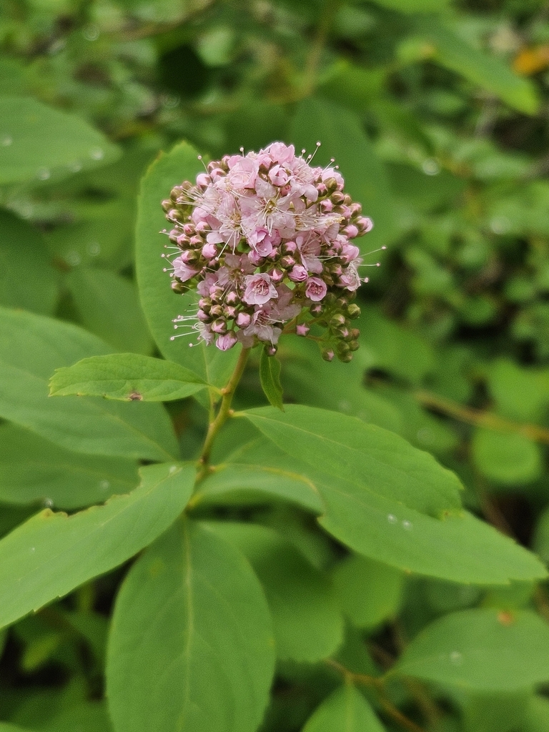 [imagem de Spiraea pyramidata]