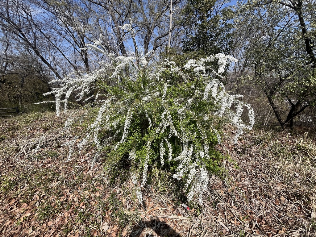 [imagem de Spiraea thunbergii]