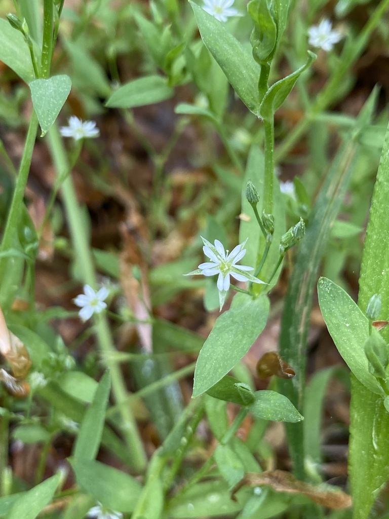 Stellaria alsine