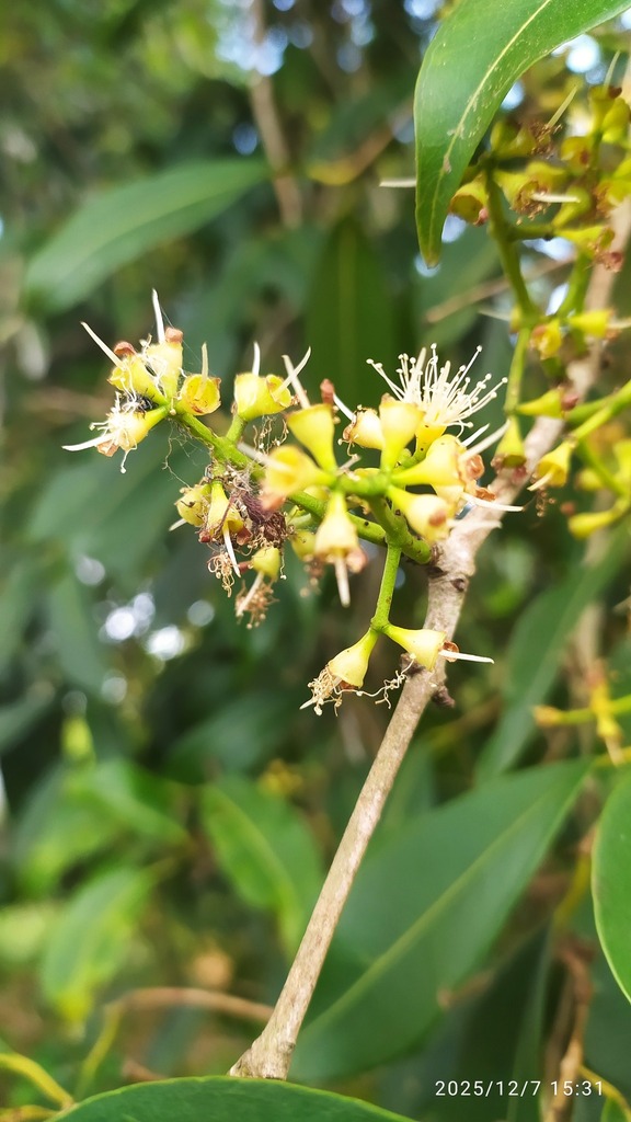 Syzygium cumini :: Visão Geral