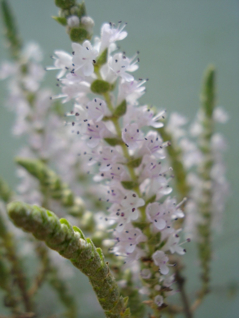 [imagem de Tetradenia riparia]