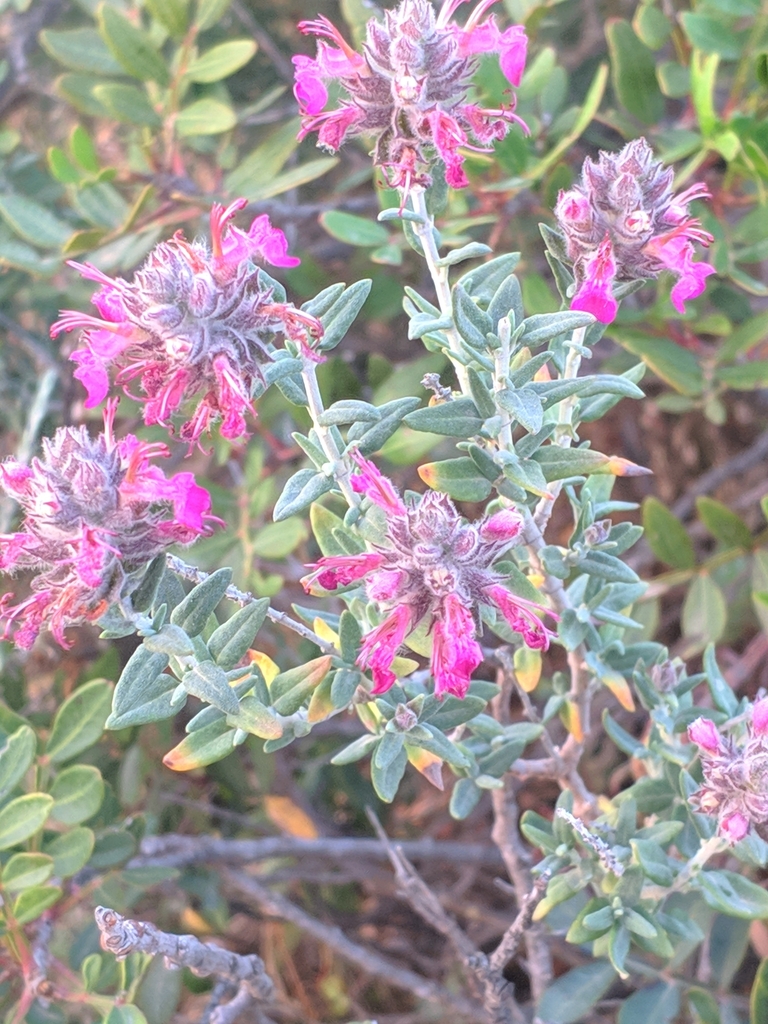 Teucrium marum