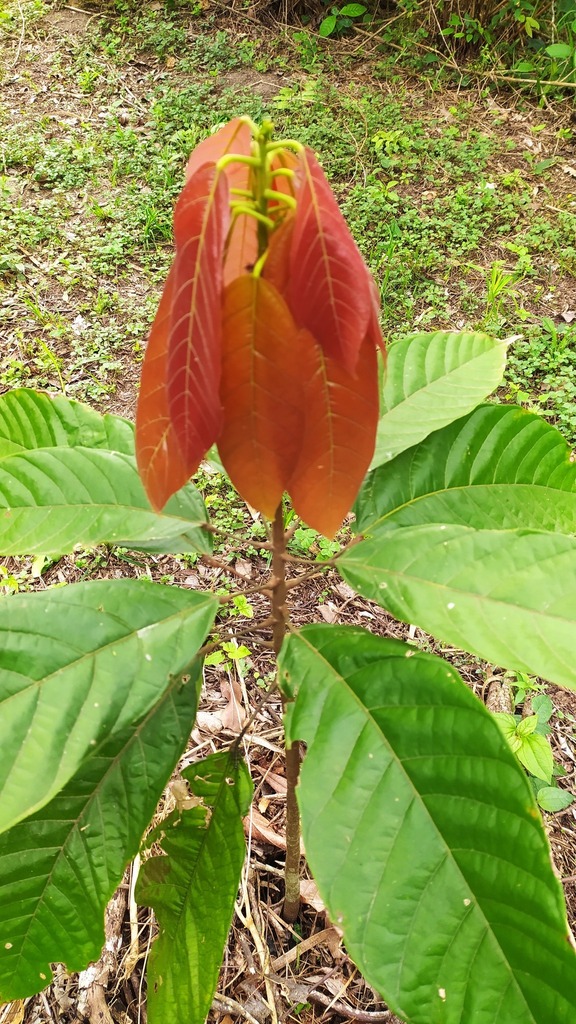 [imagem de Theobroma cacao]