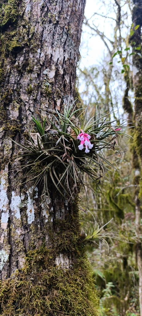 [imagem de Tillandsia tenuifolia]