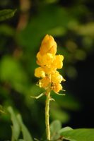 Senna alata