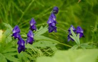Aconitum delphinifolium
