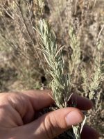 Artemisia tripartita