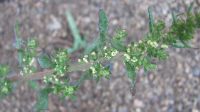 Chenopodium opulifolium