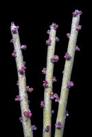 Euphorbia antisyphilitica