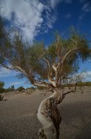 Haloxylon ammodendron