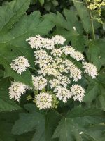 Heracleum sphondylium
