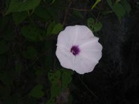 Ipomoea pandurata