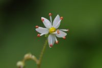 Saxifraga mertensiana