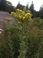 Solidago rigida
