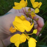 Utricularia praelonga