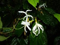 Quararibea guianensis