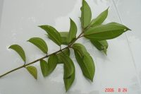 Conostegia icosandra