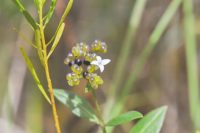 Declieuxia fruticosa