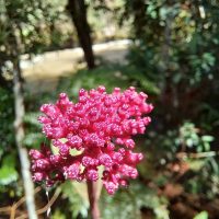 Palicourea australis