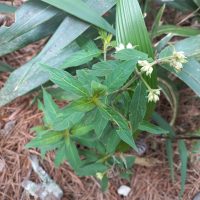 Psychotria stachyoides