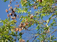 Diplokeleba floribunda